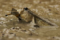Giant mudskipper (Periophthalmodon sp.) on the mangrove mudflat in the Matang mangroves carrying a leaf away from the hole it is digging. Taiping vicinity, Perak, Malaysia. May 2006