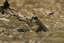 Giant mudskipper (Periophthalmodon sp.) on the mangrove mudflat in the Matang mangroves spitting mud from the hole it is digging. Taiping vicinity, Perak, Malaysia. May 2006