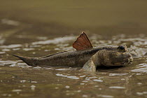 Giant mudskipper (Periophthalmodon sp.) on the mangrove mudflat in the Matang mangroves with its dorsal fin up. Taiping vicinity, Perak, Malaysia. May 2006