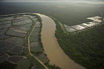 Aerial view of shrimp ponds, oil palm plantation, and river on mainland part of Pulau Pinang province, Malaysia. May 2006