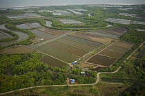 Aerial view of mangroves, rivers and shrimp ponds in the Sungai Petani area, Malaysia. May 2006
