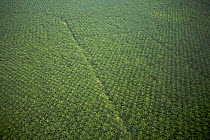 Aerial view of oil palm plantation. Sungai Petani vicinity, Kedah, Malaysia. May 2006
