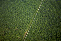 Aerial view of oil palm plantation. Sungai Petani vicinity, Kedah, Malaysia. May 2006