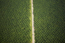 Aerial view of road running through oil palm plantation. Sungai Petani vicinity, Kedah, Malaysia. May 2006