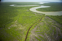 Aerial view of Matang mangrove forest, site of 100 year old managed mangrove harvesting program for charcoal production on a 30 year rotation. Taiping vicinity, Perak, Malaysia. May 2006