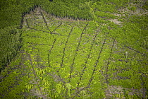 Aerial view of Matang mangrove forest, site of 100 year old managed mangrove harvesting program for charcoal production on a 30 year rotation. Taiping vicinity, Perak, Malaysia. May 2006