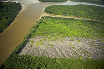 Aerial view of Matang mangrove forest, site of 100 year old managed mangrove harvesting program for charcoal production on a 30 year rotation. Recent clearcut areas visible. Taiping vicinity, Perak, M...