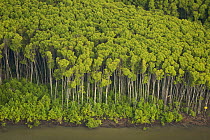 Mangrove forest in the Matang mangroves. Taiping vicinity, Perak, Malaysia. May 2006