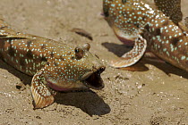 A mudskipper (Boleophthalmus sp) being bitten by a mosquito while displaying to another mudskipper. Matang Mangrove Forest, Taiping vicinity, Perak, Malaysia. May 2006