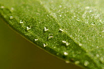 Salt crystals on the surface of a (Avecinnia sp) mangrove leaf. This mangrove species can secrete salt through special glands on the leaf surface. One adaptation that allows it to live in salt water....