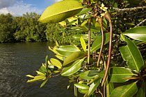 Mangrove propagules sprouting while still on the tree {Rhizophora sp} Sungai Petani vicinity, Kedah, Malaysia.