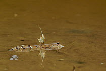 A mudskipper with its dorsal fins erect in display. Matang Mangrove Forest, Taiping vicinity, Perak, Malaysia.