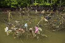 Rubbish washed downstream from the town of Sungai Petani, caught on mangrove branches and roots in the Petani river, Sungai Petani vicinity, Kedah, Malaysia. May 2006
