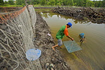Fish pond caretaker feeding and checking on status of sea bass being reared in the new pond carved out of mangrove forest near Sungai Petani, Kedah, Malaysia. May 2006