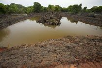 Freshly dug channels and pools to be used as fish or shrimp ponds, carved out of mangroves. Kedah, Malaysia. May 2006