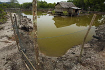 A crab and fish pond dug in the manngroves with the caretakers house in the background, Kedah, Malaysia. May 2006