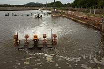 Industrial scale shrimp farm with aerators in operation. Kedah, Malaysia. May 2006
