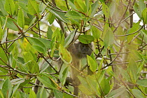 Silvered  leaf monkey {Trachypithecus / Presbytis cristatus} peering out from foraging in mangrove tree, Sungai Petani vicinity, Kedah, Malaysia.