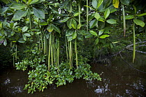 A (Rhizophora sp) mangrove tree with propagules hanging from its branches. Asmat Region, Papua, Indonesia