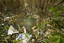 Rubbish caught up amongst the mangroves from a badly polluted river draining a major Balinese city. Sanur vicinity, Bali, Indonesia. May 2006