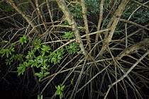 (Rhizophora sp) mangrove roots. Sanur vicinity, Bali, Indonesia.