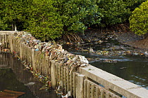 Rubbish clogs a mangrove channel in Bali, where trash is still disposed of in rivers. Sanur vicinity, Bali, Indonesia. May 2006