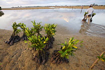 Planting (Rhizophora sp) mangrove seedlings in a estuary at low tide. This team of men, led by Mr. Rahim are from the Bali Forestry Department Section of Rehabilitation and Conservation of Mangroves....