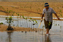 Planting (Rhizophora sp) mangrove seedlings in a estuary at low tide. This team of men, led by Mr. Rahim are from the Bali Forestry Department Section of Rehabilitation and Conservation of Mangroves....