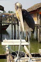 Lesser Adjutant stork (Leptoptilos javanicus) captive, Jaring Halus village, North Sumatra, Indonesia. June 2006