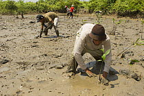 Fisherman and volunteers from the Mangrove Action Project work to plant mangrove seedlings in abandonned shrimp ponds near Jaring Halus Village, North Sumatra. Dykes have been opened to restore natura...