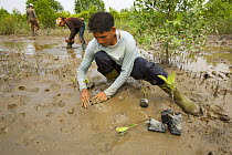 Fisherman and volunteers from the Mangrove Action Project work to plant mangrove seedlings in abandonned shrimp ponds near Jaring Halus Village, North Sumatra. Dykes have been opened to restore natura...