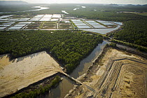 Aerial view of mangrove forest and shrimp ponds in the Sarawak Mangrove Reserve area, Sarawak, Borneo, Malaysia. June 2006