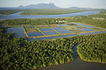 Aerial view of mangrove forest and shrimp ponds  in the Sarawak Mangrove Reserve area, Sarawak, Borneo, Malaysia. June 2006. Several shrimp ponds have been abandoned.