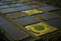 Aerial view of shrimp ponds carved out of mangrove forest in the Sarawak Mangrove Reserve area, Sarawak, Borneo, Malaysia. June 2006. Several shrimp ponds have been abandoned.