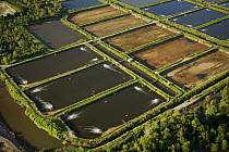 Aerial view of shrimp ponds carved out of mangrove forest in the Sarawak Mangrove Reserve area, Sarawak, Borneo, Malaysia. June 2006. Several shrimp ponds have been abandoned.