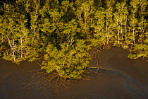 Aerial view of {Sonneratia sp} mangrove forest and adjacent mudflat at low tide, Bako National Park, Sarawak, Borneo, Malaysia, June 2006