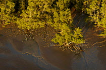 Aerial view of {Sonneratia sp} mangrove forest and adjacent mudflat at low tide, Lines of breathing roots are visible protruding from the mud radiating out from the trees. Bako National Park, Sarawak,...