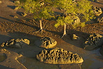 Aerial view of {Sonneratia sp} mangrove forest and adjacent mudflat at low tide, Lines of breathing roots are visible protruding from the mud radiating out from the trees. Bako National Park, Sarawak,...