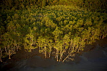 Aerial view of {Sonneratia sp} mangrove forest and adjacent mudflat at low tide, Bako National Park, Sarawak, Borneo, Malaysia, June 2006