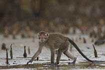Long-tailed / Crab-eating macaque (Macaca fascicularis) on the mangrove mudflats at low tide. Bako National Park, Sarawak, Borneo, Malaysia. June 2006