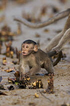 Long-tailed / Crab-eating macaque (Macaca fascicularis) baby is held back its mother pulling its tail on the mangrove mudflats at low tide. Bako National Park, Sarawak, Borneo, Malaysia. June 2006