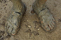 Photographer's muddy feet from walking through mangrove mud with a fiddler crab emerging from  hole between the feet, Bako National Park, Sarawak, Borneo, Malaysia. June 2006