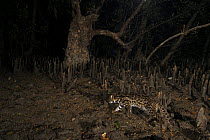 Leopard Cat {Prionailurus bengalensis bengalensis} walking through the mangroves at night. Endangered Species, Sundarban Mangroves, Bangladesh.