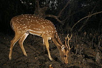 Axis / Chital deer {Axis axis) feeding in Sonneratia mangrove forest at night, Sundarbans Forest, Khulna Province, Bangladesh.