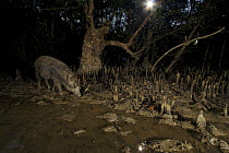 A wild boar (Sus scrofa) feeding in Sonneratia mangrove forest at night at low tide. Sundarbans Forest, Khulna Province, Bangladesh.