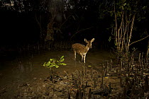 Axis / Chital deer {Axis axis) in Sonneratia mangrove forest at night, Sundarban Forest, Khulna Province, Bangladesh.