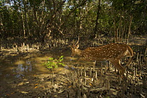Axis / Chital deer {Axis axis) crossing Sonneratia mangrove forest, Sundarban Forest, Khulna Province, Bangladesh.