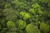 Aerial view of rainforest canopy on southern coastal area of Bioko Island, Equatorial Guinea, Central Africa. January 2008