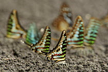 Group of Swallowtail butterflies (Graphium sp) on beach. Bioko Island, Equatorial Guinea.