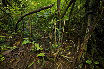 Snare set to capture wild animals (for bush meat) along a fence set to guide animals into the snares. These snares are set illegally in a protected area on Bioko Island, Equatorial Guinea, Rapid Asses...
